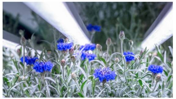 CAPSUM : des herbes médicinales pour les cosmétiques biologiques vont pousser sur des fermes verticales intelligentes…